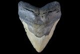 Fossil Megalodon Tooth - North Carolina #158218-2